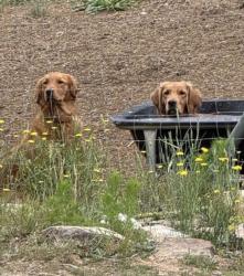 Reunited Female Dog last seen Near Burney Rd, Asheboro, NC 27205, USA, Asheboro, NC 27205