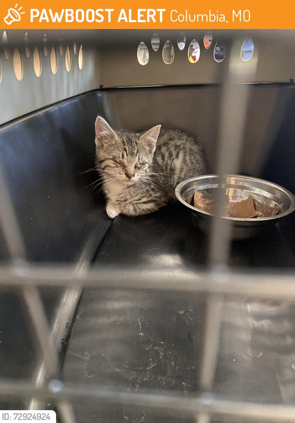 Found/Stray Unknown Cat last seen Ash and Clinkscales, Columbia, MO 65203
