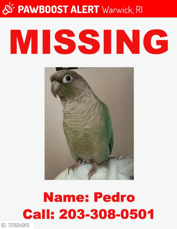Lost Male Bird last seen Bruce lane , Warwick, RI 02886
