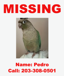 Lost Male Bird last seen Bruce lane , Warwick, RI 02886