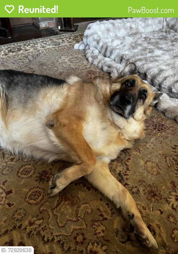 Reunited Female Dog last seen Red Berry lane and Old Powdersville Rd.  , Easley, SC 29642