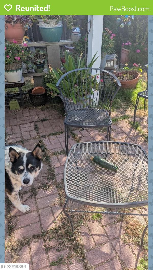 Reunited Male Dog last seen Foothills and Junction, Roseville, CA 95747