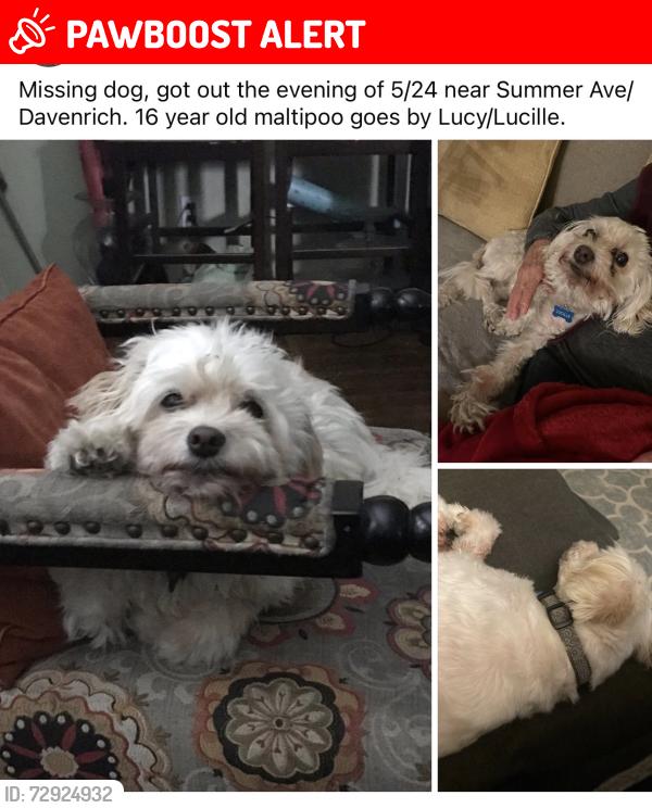 Lost Female Dog last seen Telegraph and Orr & Day, Santa Fe Springs, CA 90670