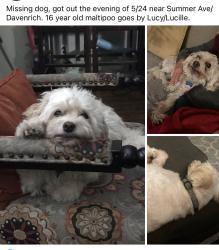 Lost Female Dog last seen Telegraph and Orr & Day, Santa Fe Springs, CA 90670