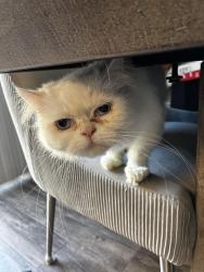 Reunited Female Cat last seen Monte vista high achool, Spring Valley, CA 91977