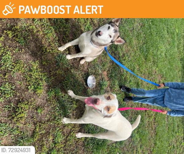 Found/Stray Male Dog last seen Bradbury Road, Montgomery County, TN 37010