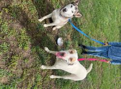 Found/Stray Male Dog last seen Bradbury Road, Montgomery County, TN 37010