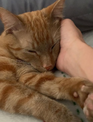 Lost Male Cat last seen public storage power road and Riggs road, Queen Creek, AZ 85142