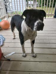 Reunited Male Dog last seen Walmart Hipermarket benton rd. Travel rest, Travelers Rest, SC 29690
