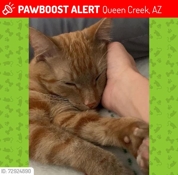 Lost Male Cat last seen public storage power road and Riggs road, Queen Creek, AZ 85142