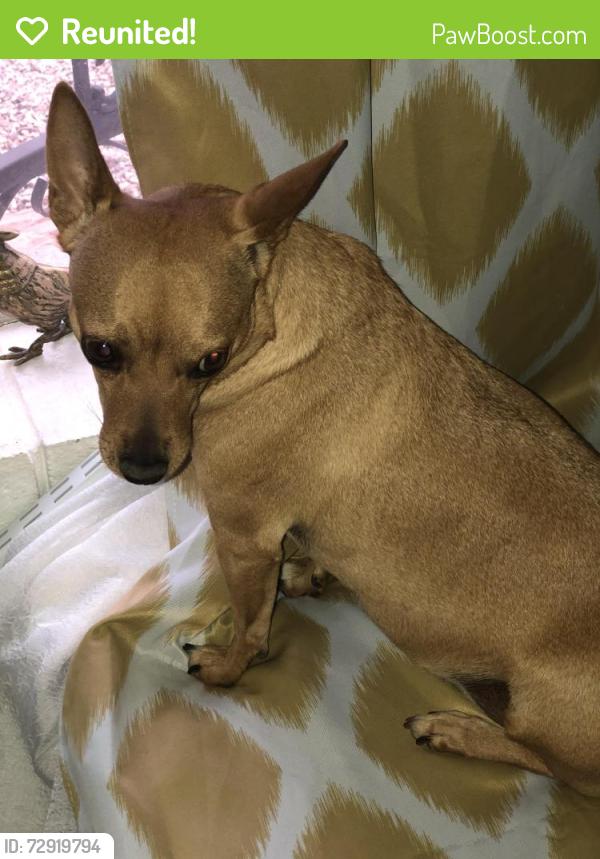 Reunited Female Dog last seen Coors and Namaste , Albuquerque, NM 87120