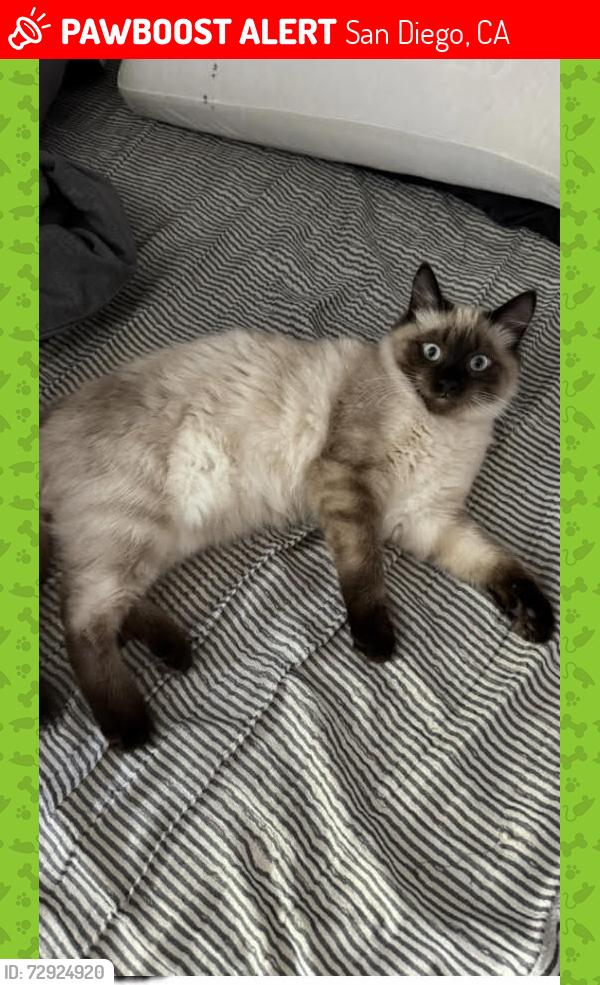 Lost Male Cat last seen CLAIREMONT MESA BLVD, San Diego, CA 92117