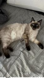 Lost Male Cat last seen CLAIREMONT MESA BLVD, San Diego, CA 92117