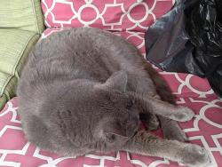 Reunited Male Cat last seen Snow Rd, Parma, OH 44130
