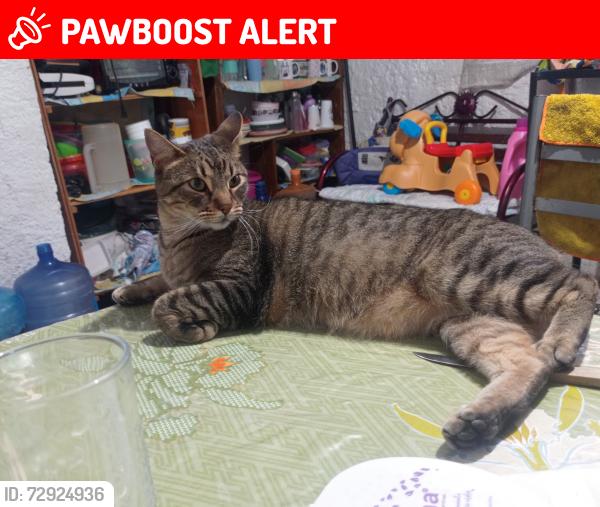 Lost Male Cat last seen Puerto cortez 44 entre calle 8 y Puerto San Gabriel , Ecatepec de Morelos, Méx. 