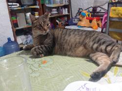 Lost Male Cat last seen Puerto cortez 44 entre calle 8 y Puerto San Gabriel , Ecatepec de Morelos, Méx. 
