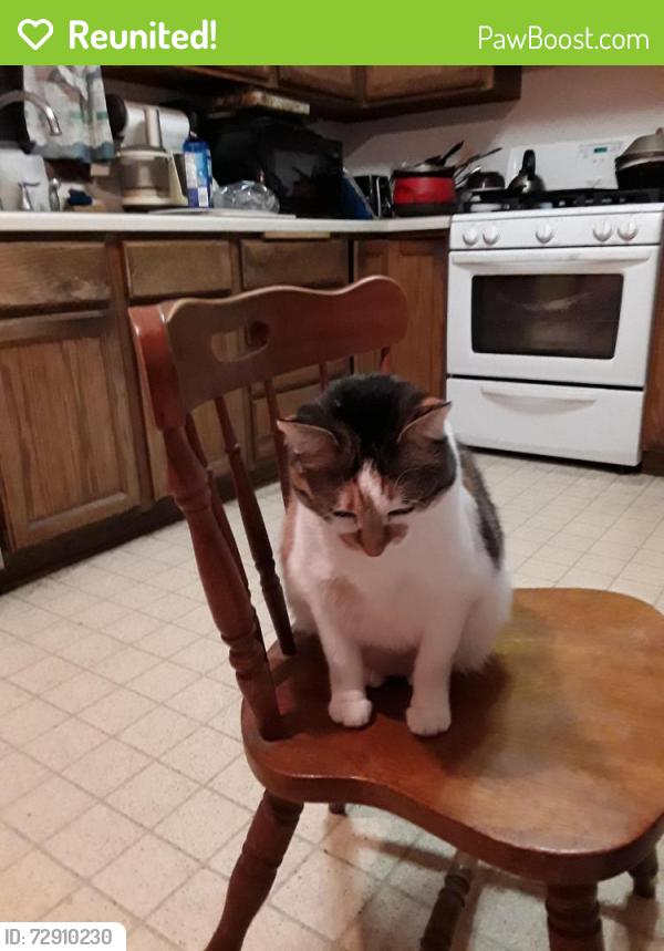 Reunited Female Cat last seen On the North Side Montreal Avenue between Wilder and Howell , Saint Paul, MN 55116