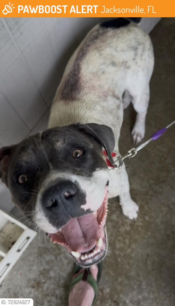 Found/Stray Male Dog last seen Atlantic Blvd , Jacksonville, FL 32211