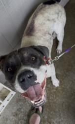 Found/Stray Male Dog last seen Atlantic Blvd , Jacksonville, FL 32211