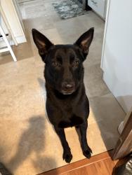 Reunited Male Dog last seen Country creek road , San Marcos, CA 92069