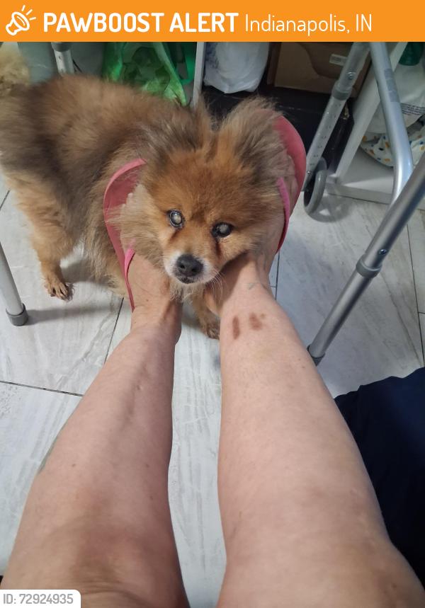 Found/Stray Male Dog last seen Near St and Emerson, Indianapolis, IN 46218