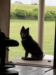 Lost Female Dog last seen Near the creek turnpike on olive, Broken Arrow, OK 74011