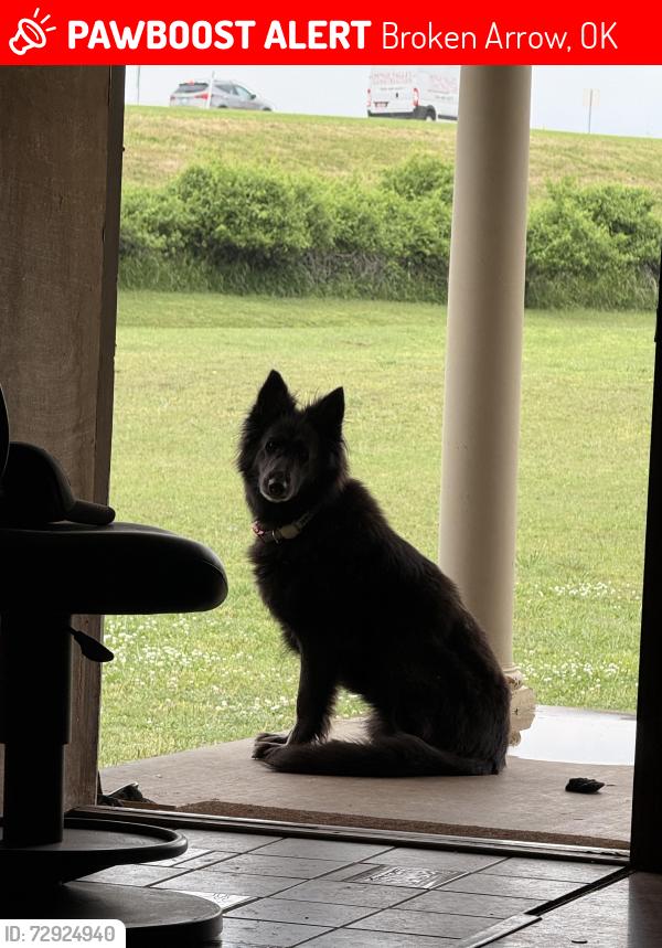 Lost Female Dog last seen Near the creek turnpike on olive, Broken Arrow, OK 74011