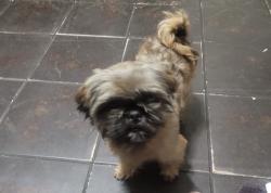 Reunited Male Dog last seen Dozier St, Los Angeles, CA, USA, Los Angeles, CA 90063