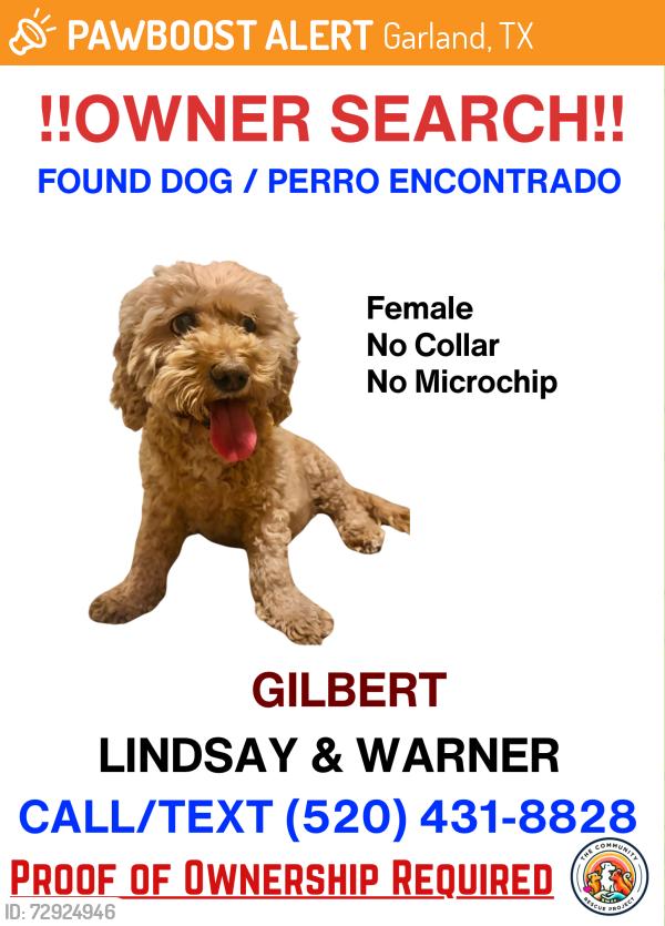 Found/Stray Female Dog last seen Lindsay and Warner, Garland, TX 75042