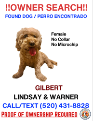 Found/Stray Female Dog last seen Lindsay and Warner, Garland, TX 75042