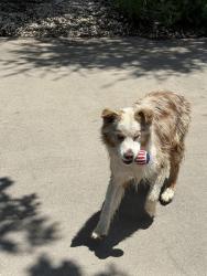 Found/Stray Unknown Dog last seen North Lake Dr and Azle , Weatherford, TX 76087