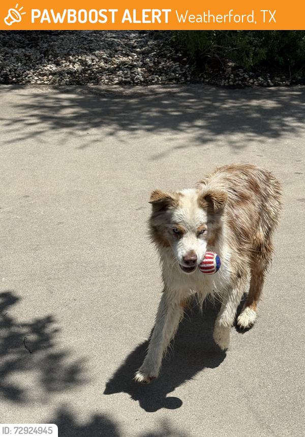 Found/Stray Unknown Dog last seen North Lake Dr and Azle , Weatherford, TX 76087