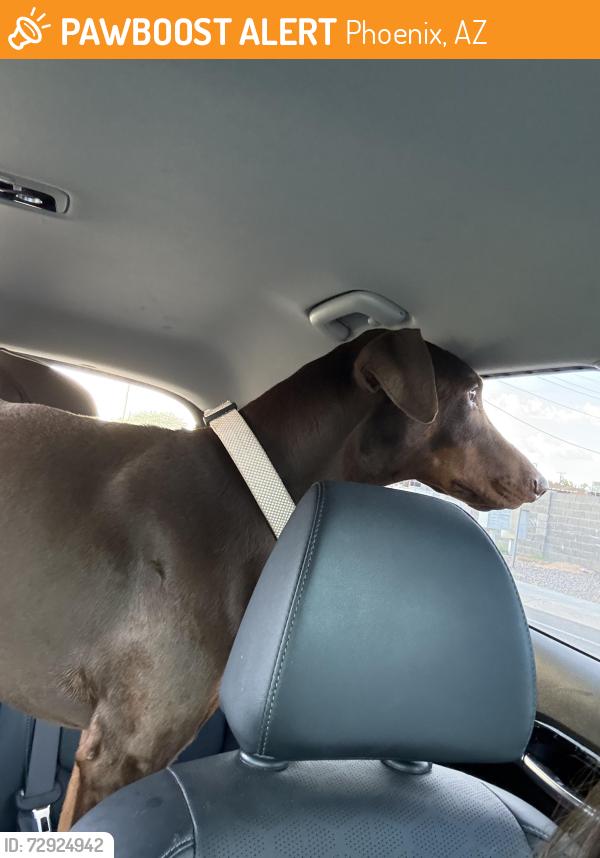 Found/Stray Male Dog last seen 48th st and vineyard at svvob park, Phoenix, AZ 85282