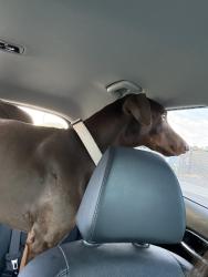 Found/Stray Male Dog last seen 48th st and vineyard at svvob park, Phoenix, AZ 85282
