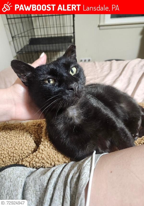 Lost Male Cat last seen Between 145-149 Knapp Rd in Lansdale, Lansdale, PA 19446