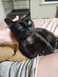 Lost Male Cat last seen Between 145-149 Knapp Rd in Lansdale, Lansdale, PA 19446