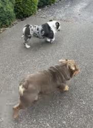 Reunited Unknown Dog last seen Monitor inm, Mount Angel, OR 97362