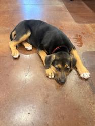 Reunited Male Dog last seen Near parkway Sevierville Tn 37862, Sevierville, TN 37862