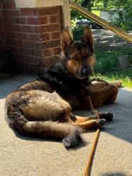 Shelter Stray Male Dog last seen Near , Indianapolis, IN 46221