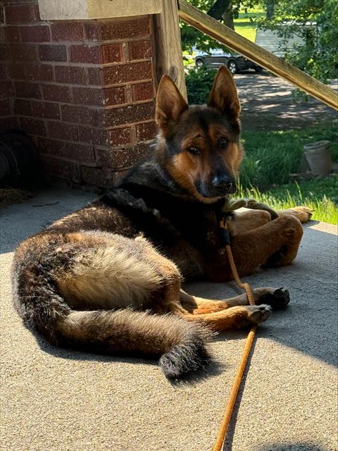 Shelter Stray Male Dog last seen Near , Indianapolis, IN 46221