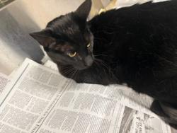 Shelter Stray Male Cat last seen , 14409 Vanowen St, Van Nuys, CA 91405, USA