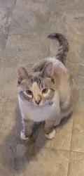Reunited Female Cat last seen Mary esther, Mary Esther, FL 32569