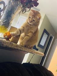 Lost Male Cat last seen 20th st , National City, CA 91950