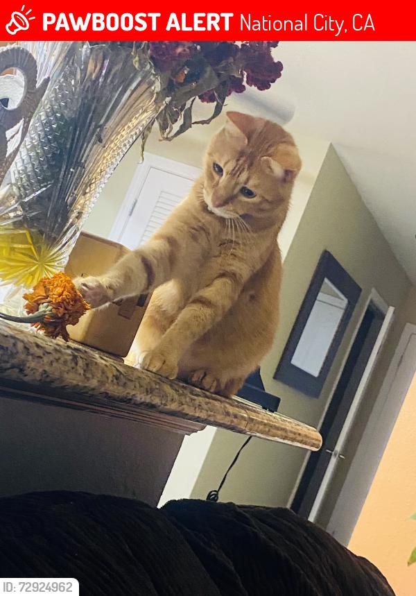 Lost Male Cat last seen 20th st , National City, CA 91950