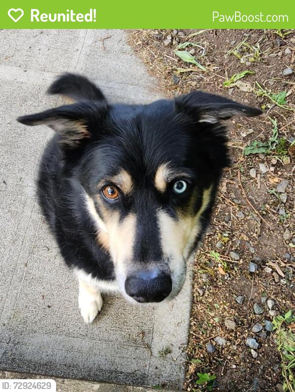 Reunited Male Dog last seen 7th and Sheridan , Tacoma, WA 98402
