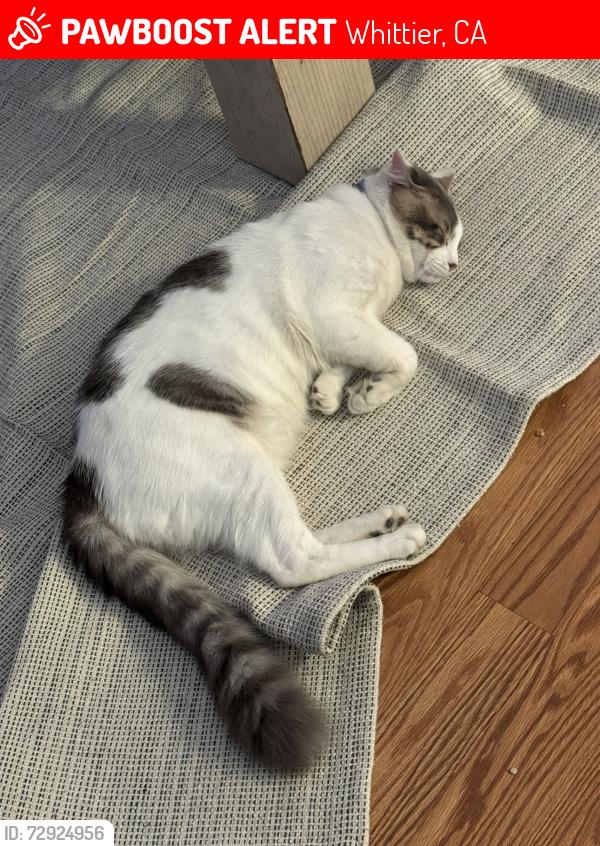 Lost Male Cat last seen Near lambert rd, Whittier, CA 90604
