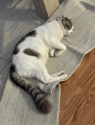 Lost Male Cat last seen Near lambert rd, Whittier, CA 90604