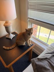 Reunited Male Cat last seen Heron Bay in the Reserves, Parkland, FL 33076