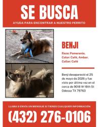 Lost Male Dog last seen Tripp st and 18th, West Odessa, TX 79763