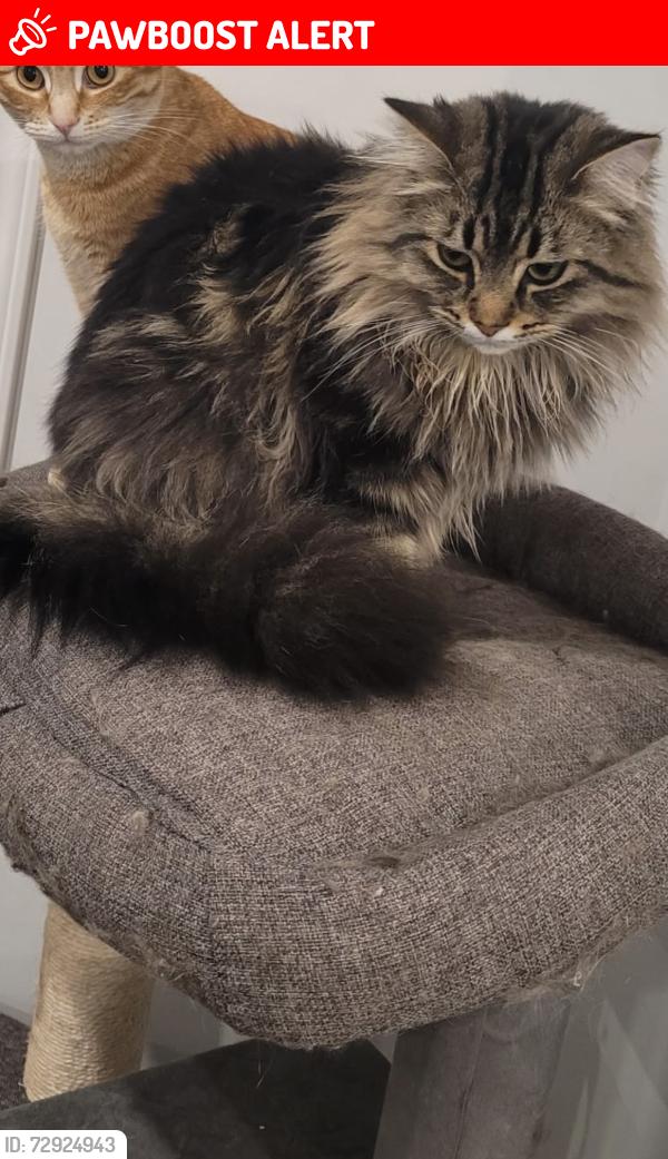 Lost Male Cat last seen Blacklock elementary , Langley Township, BC V2Y